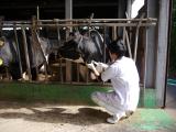 乳牛の診療（NOSAI)