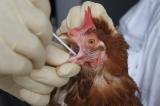 鳥インフルエンザ検査